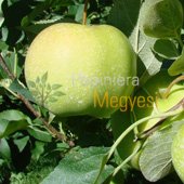 vanzare pomi fructiferi MAR - GOLDEN DELICIOUS ciumbrud
