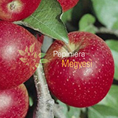 vanzare pomi fructiferi MAR - PINOVA ciumbrud