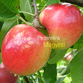 vanzare pomi fructiferi MAR - PRIMA ciumbrud