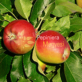 vanzare pomi fructiferi MAR - ROYAL GALA ciumbrud