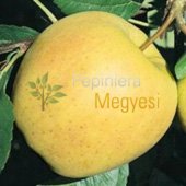 vanzare pomi fructiferi MAR - GOLDEN SPUR ciumbrud
