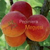vanzare pomi fructiferi CAIS - SULMONA ciumbrud