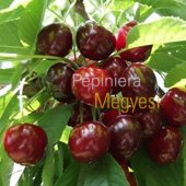 vanzare pomi fructiferi CIRES - GERMERSDORF ciumbrud