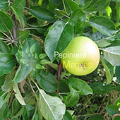 vanzare pomi fructiferi MAR - PATUL ciumbrud