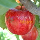 vanzare pomi fructiferi MAR - STARKING DELICIOUS ciumbrud
