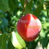 vanzare pomi fructiferi PIERSIC - DIXIRED ciumbrud