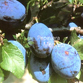 vanzare pomi fructiferi PRUN - CACANSKA ciumbrud