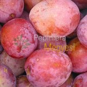 vanzare pomi fructiferi PRUN - RENCLOD ALTHAN ciumbrud