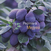 vanzare pomi fructiferi PRUN - STANLEY ciumbrud