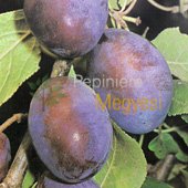 vanzare pomi fructiferi PRUN - TULEU GRAS ciumbrud