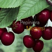 vanzare pomi fructiferi VISIN - CRISANA ciumbrud