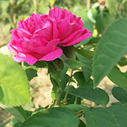 vanzare pomi fructiferi Trandafir de dulceata Rose de Rescht ciumbrud - galerie (1)