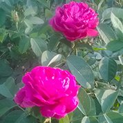 vanzare pomi fructiferi Trandafir de dulceata Rose de Rescht ciumbrud - galerie (2)